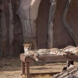 Abq_Zoo_Feb2023-1168.jpg