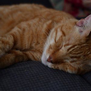 SS5_1160sc.JPG