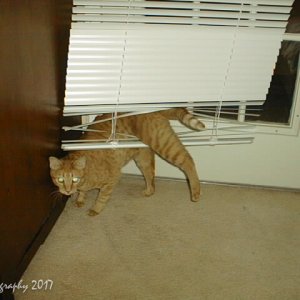 Garfield caught.jpg