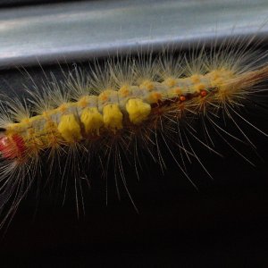 SS5_1332DTcrsc.jpg
