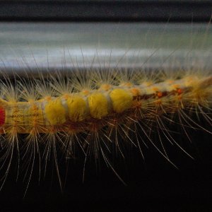 SS5_1331DTcrsc.jpg