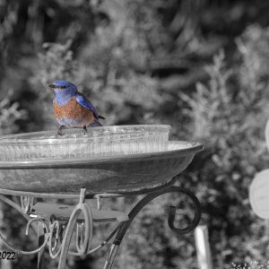 blue_select_color-0276.jpg