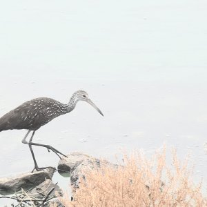 SS2_5831DTcrsc.jpg