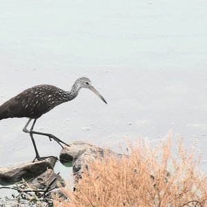 SS2_5831DTcrsc.jpg