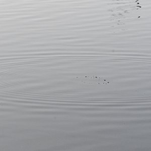 SS5_1574sc.JPG