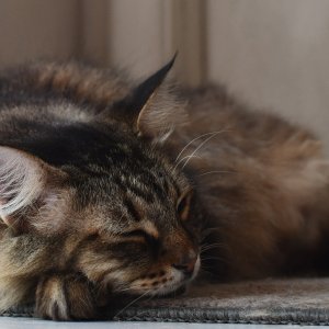 CatOnMat.jpg