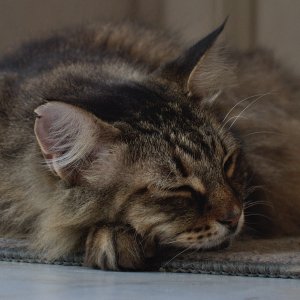 SS5_1682DTcr2.jpg