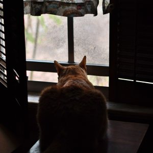 SS5_1674cr_01.jpg