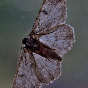 SS2_5947DTcr.jpg