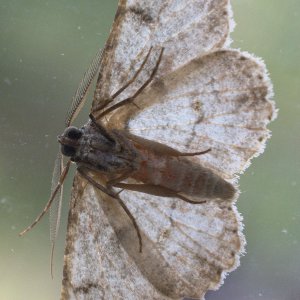 SS2_5961DTcr.jpg