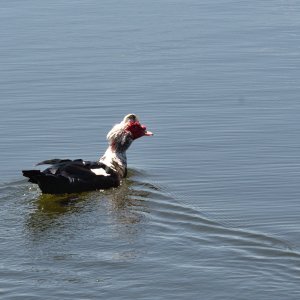 _SS51849DTcrsm.jpg