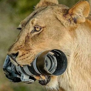 CanonCat.jpg