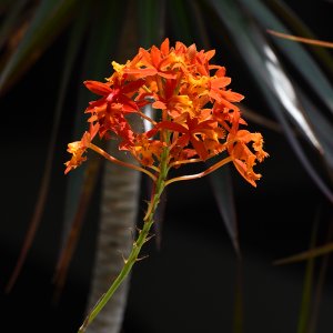 RS5_6737.jpg