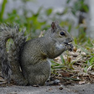_SS51868Gcr.JPG