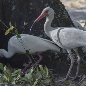 egrets-DeNoiseAI-standard.jpg