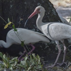 egrets-DeNoiseAI-standard-SharpenAI-Standard.jpg