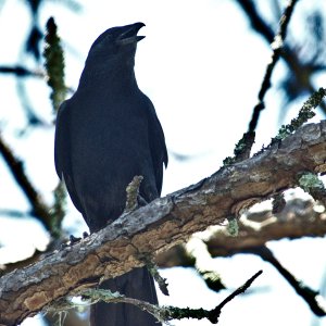 SS2_6017DT_3.jpg