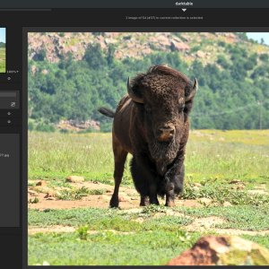 Bison.jpg