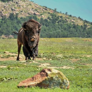 furry_cow-4477.jpg