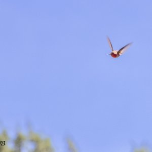 Pennelope-4091.jpg