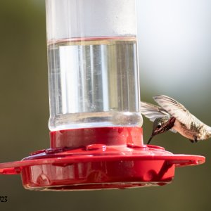 Hummer-July 23, 2023-4213.jpg