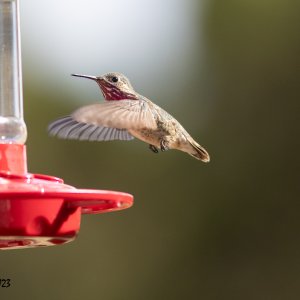 Hummer-July 23, 2023-4219.jpg