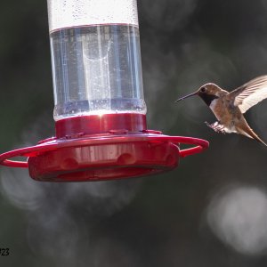 Hummer-July 23, 2023-4377.jpg