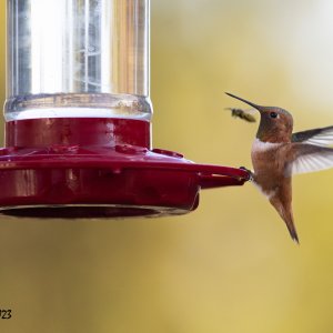 Hummer-July 23, 2023-4415.jpg