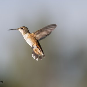 Hummer-July 25, 2023-4661.jpg