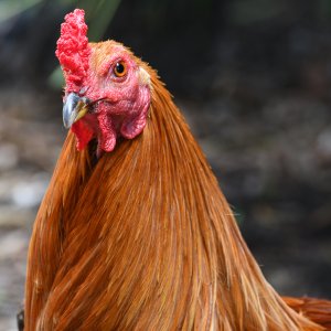 Ybor-city-chick.jpg