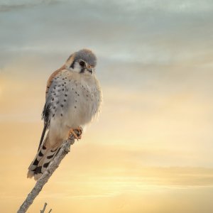 Contest-1-American Kestrel Over the Bosque.jpg