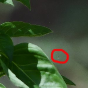 Spot_3893_2.JPG