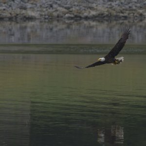 Media 'Eagle_Processed-SC.jpg' in category 'Photography'