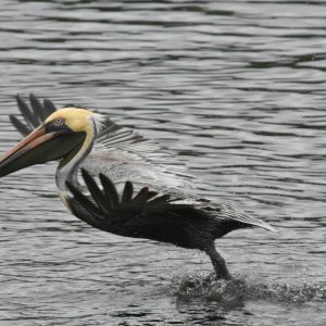 SS2_7787Gcrsc.JPG
