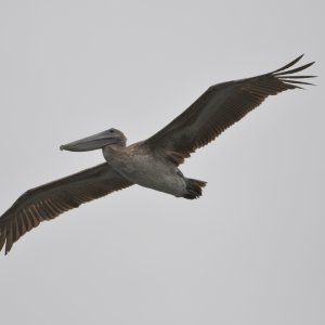 Media 'SS5_6153Gsc.JPG' in category 'Photography'