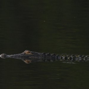 SS5_3632Gcrsc.JPG