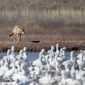 Bosque Del Apache 2022-4222.jpg
