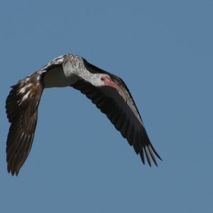 D85_0033Gcr.JPG