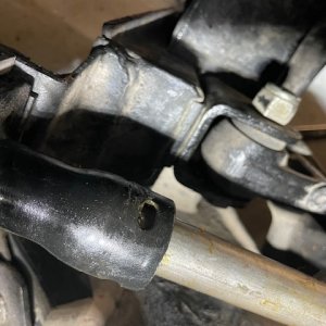 steer1.jpg