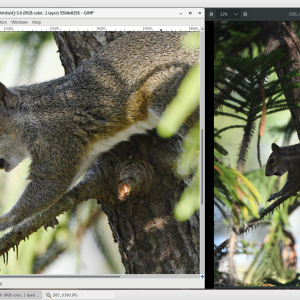 D850_squirrel.png