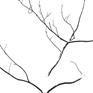 Tree banch in snow Jan 2024 (7).JPG