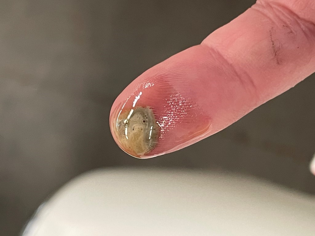 1953 Austin Healey 100, Navari, 2022 (59).JPG