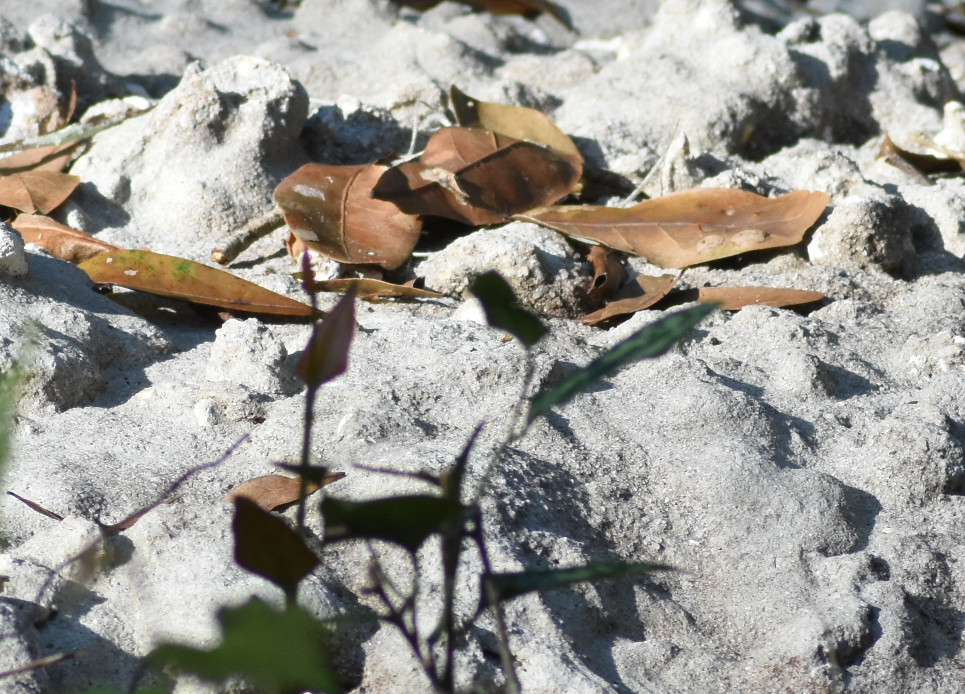 5210crop.JPG
