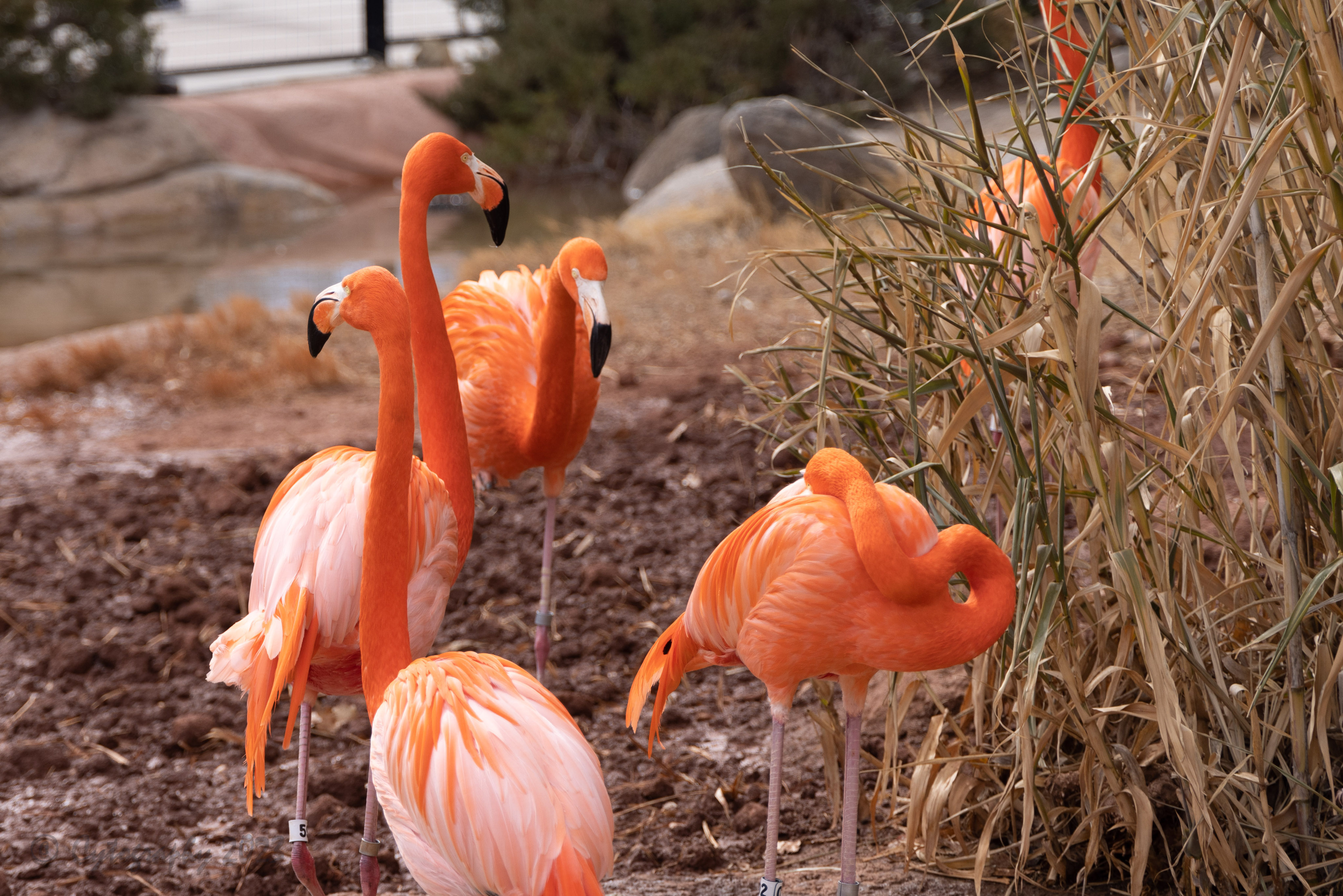 Abq_Zoo_Feb2023-0965.jpg