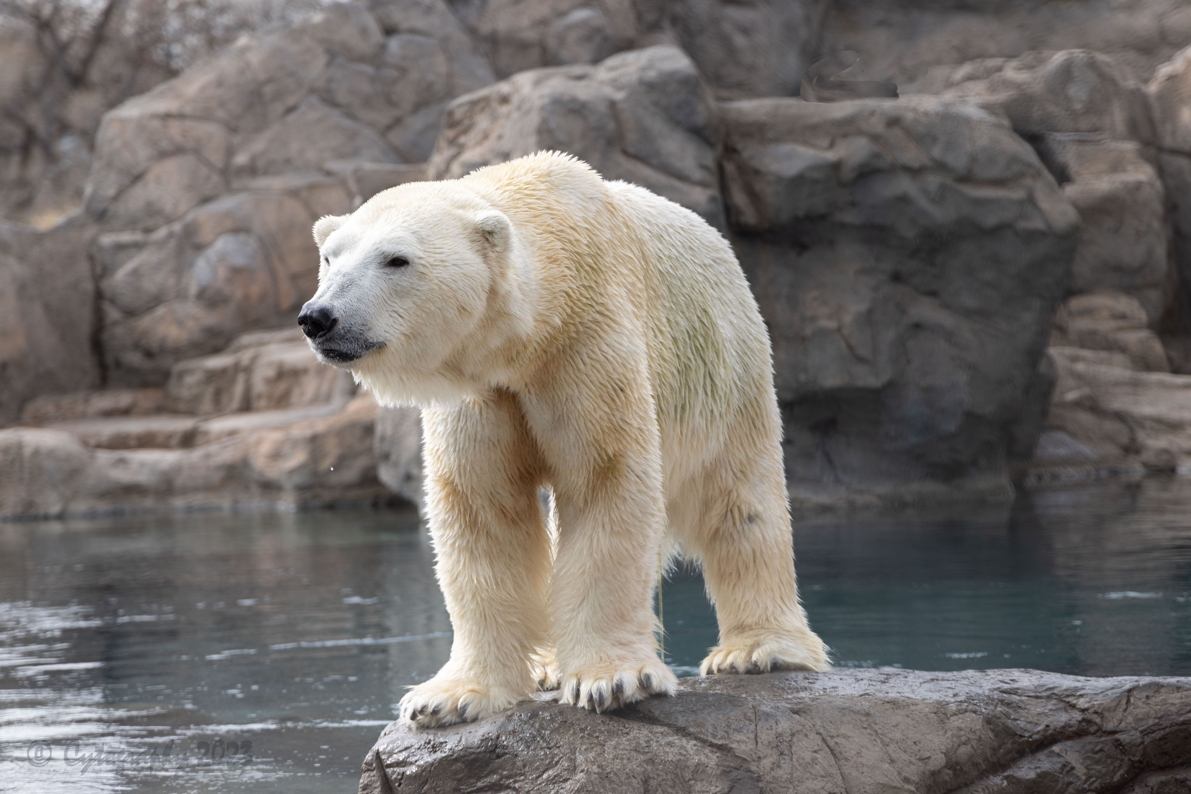 Abq_Zoo_Feb2023-1009.jpg