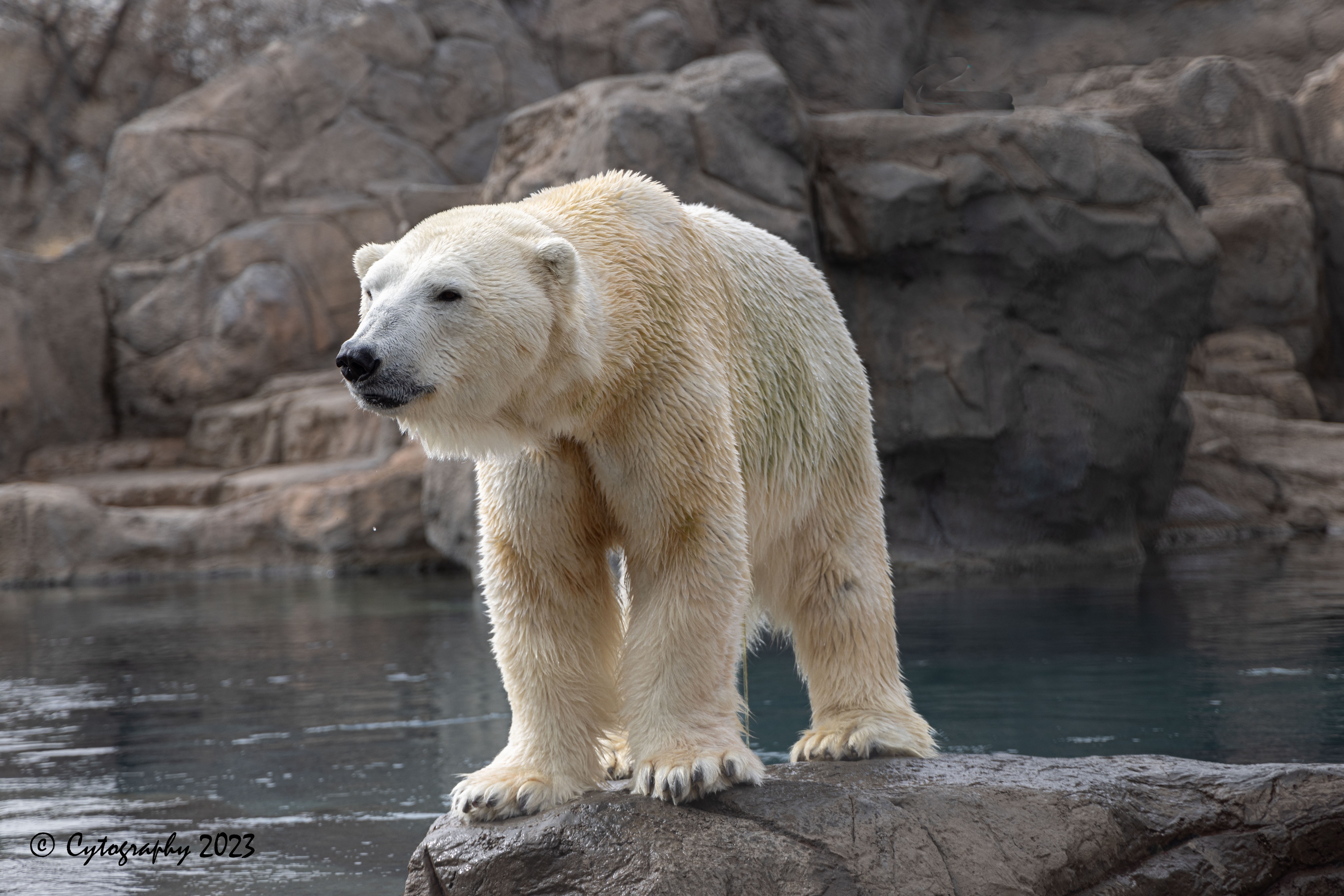 Abq_Zoo_Feb2023-1009.jpg