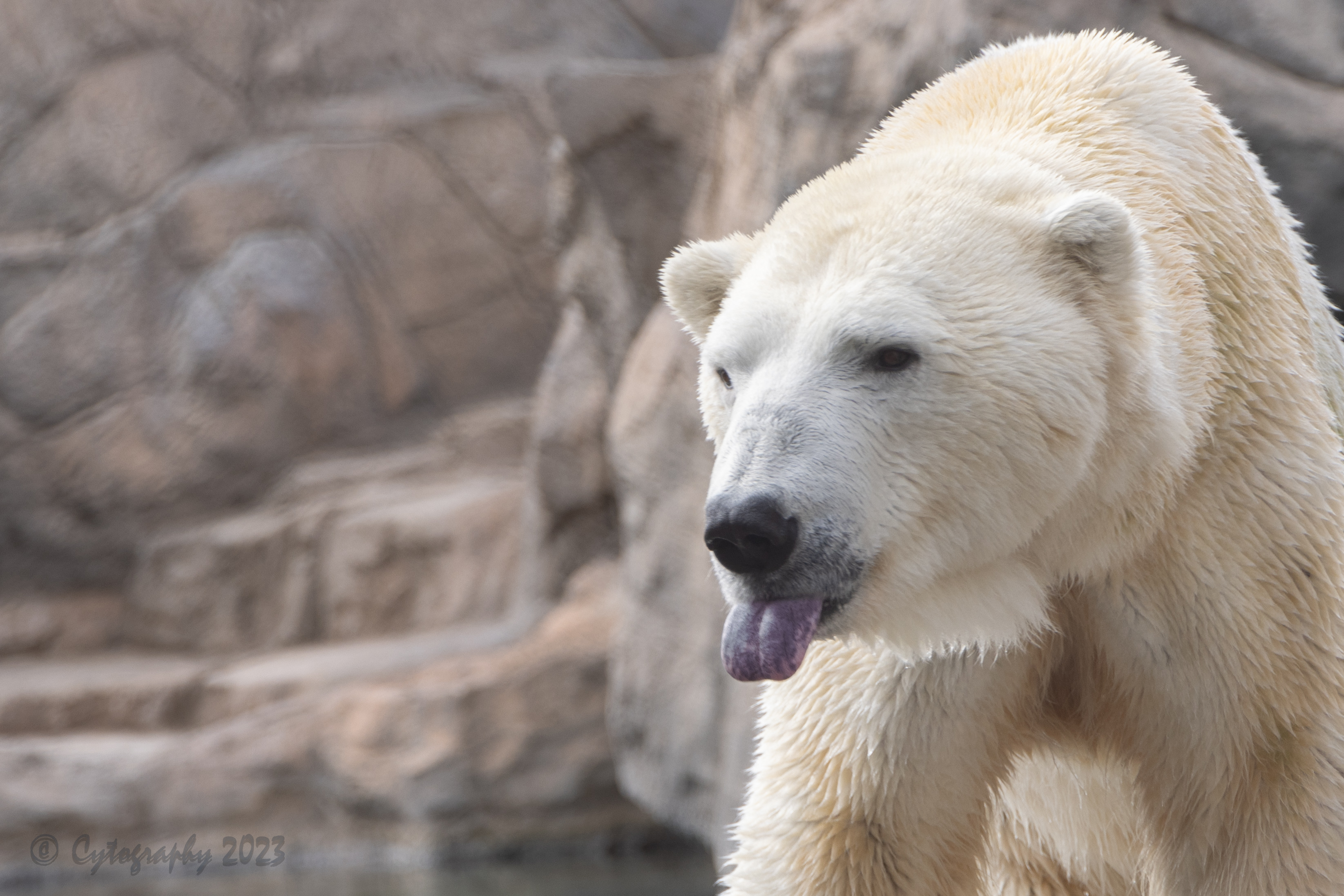 Abq_Zoo_Feb2023-1015.jpg