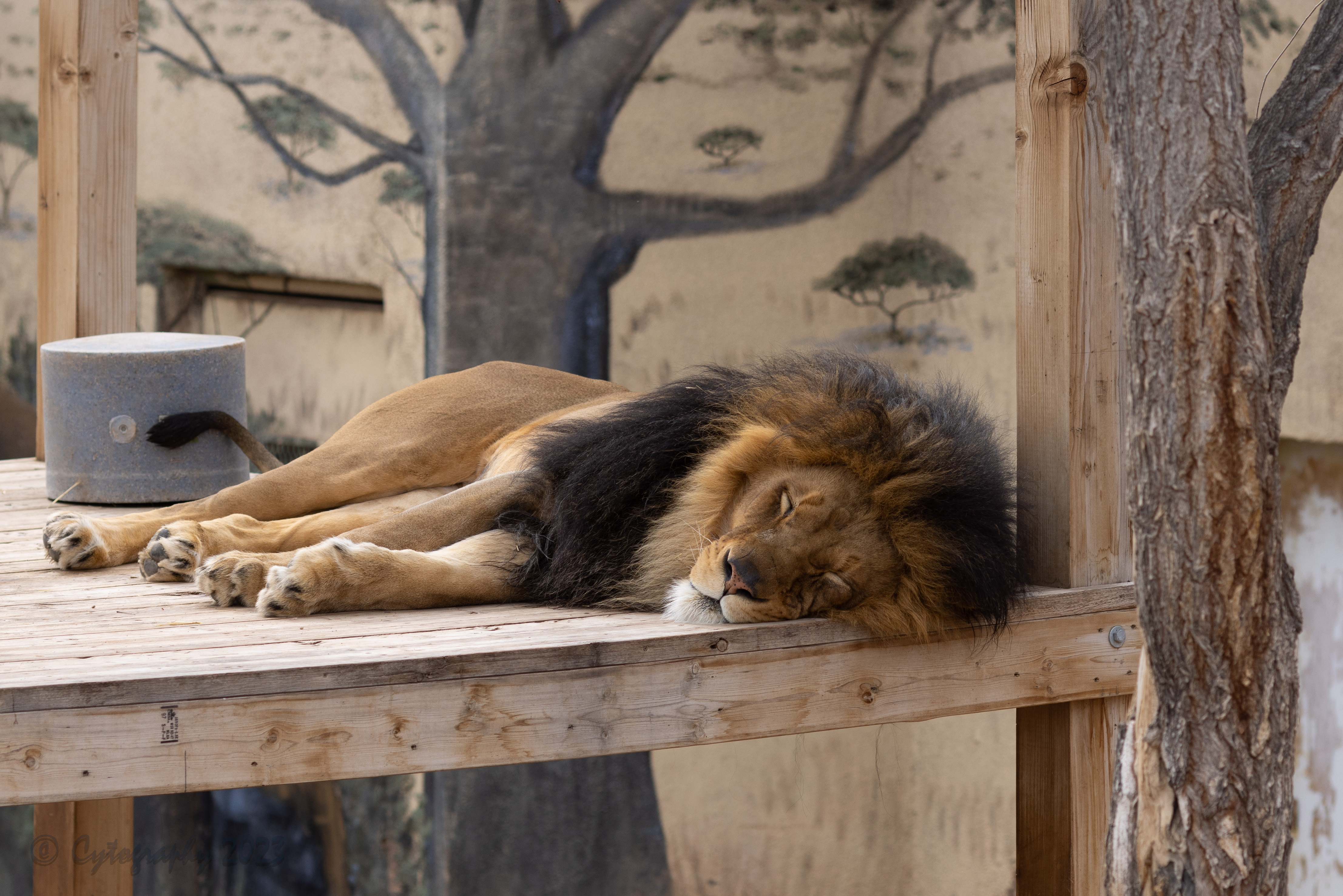 Abq_Zoo_Feb2023-1030.jpg