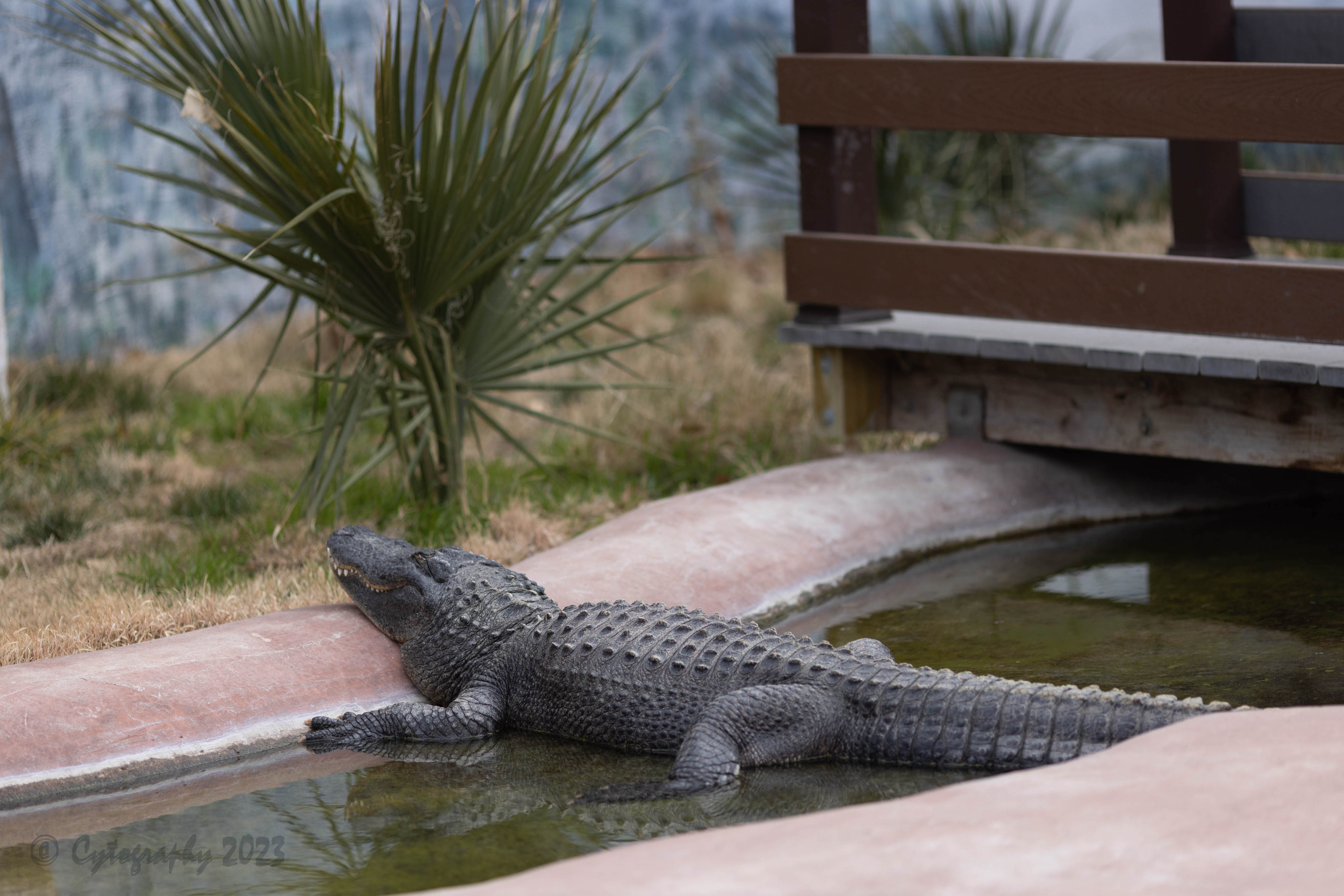 Abq_Zoo_Feb2023-1064.jpg