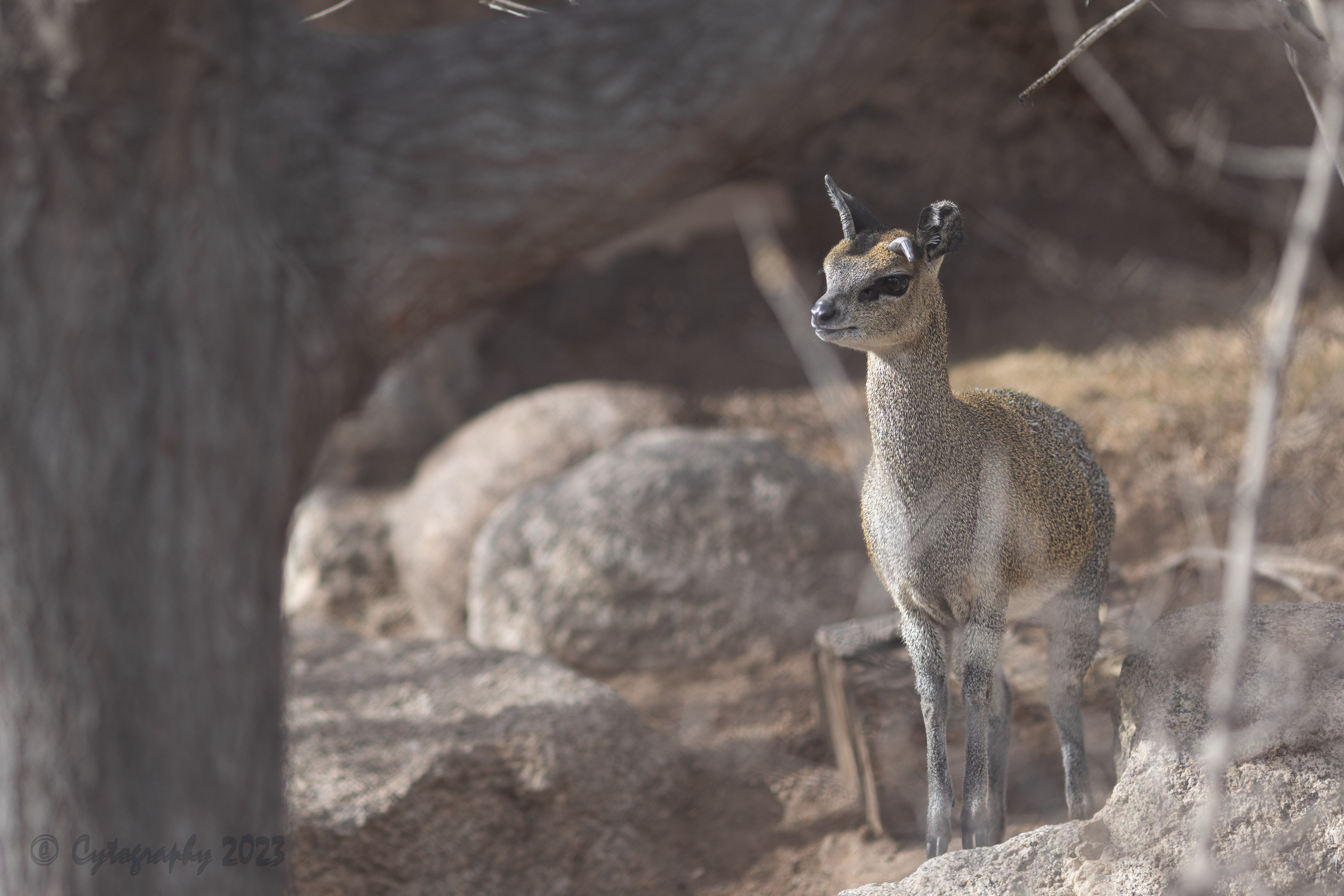 Abq_Zoo_Feb2023-1138.jpg